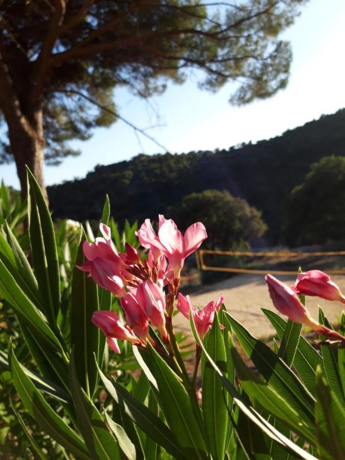Les Amandiers - 5 Km De La Sainte-Maxime